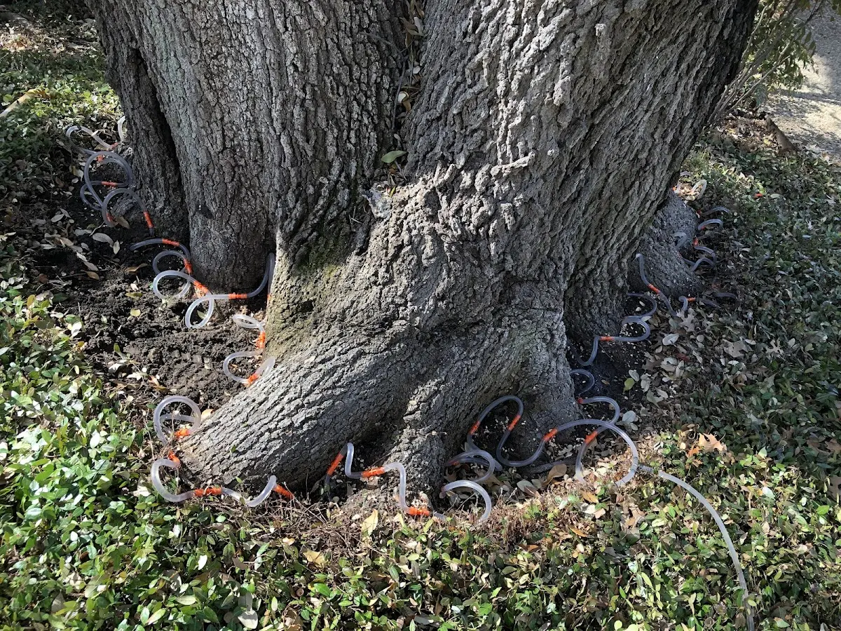 Detailed Tree Cabling and Bracing job site in Drayden