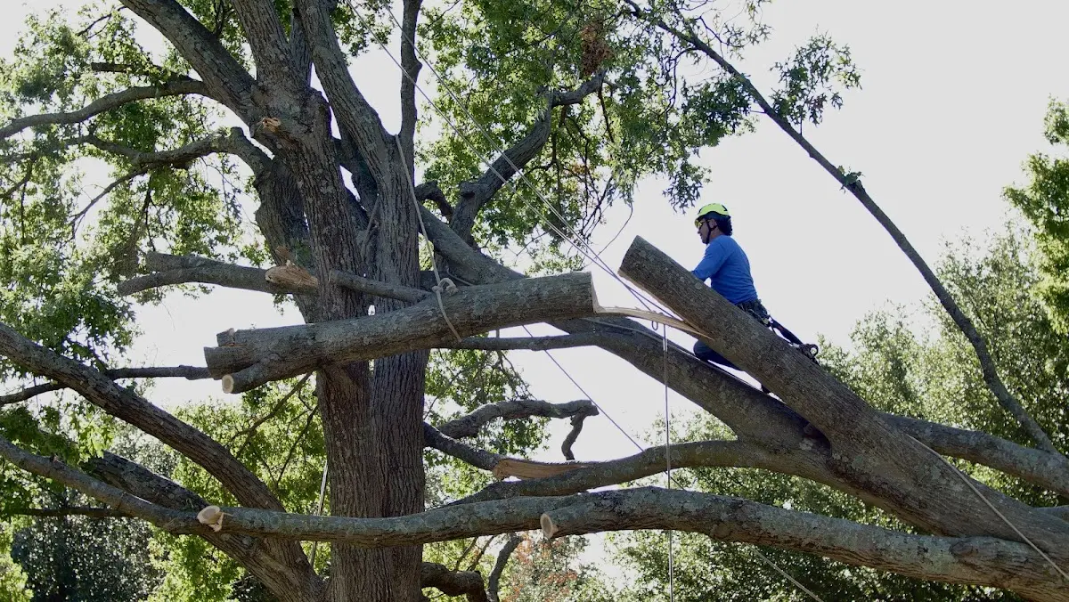 Professional Hazardous Tree Removal performed by certified arborists in Drayden